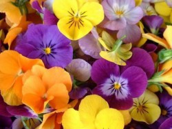 pansies