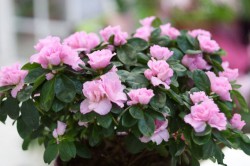 azalea-eflowers-5