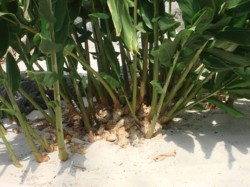 huge-ginger-plant