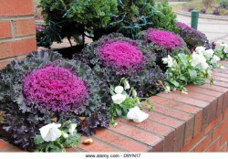 ornamental-kale-and-cabbage-in-a-garden-in-philadelphia-d9yn17