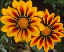 gazania